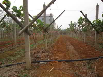 HDPE irrigation pipe is used in farmland irrigation